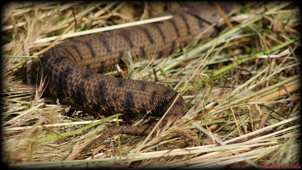 Vipera morta: sesso???